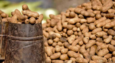 चिसोमा घाम ताप्दै बदाम खानुका यति धेरै फाइदा