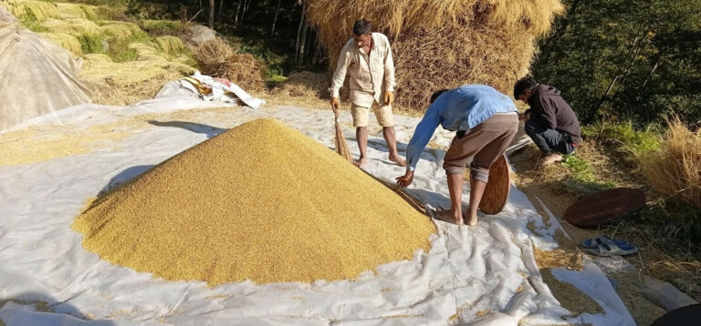 आठ महिनामा २८ अर्बको धान चामल आयात