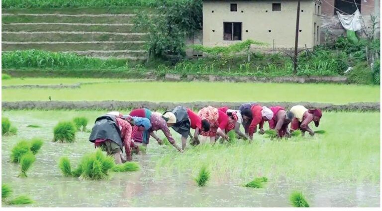 देशभर ९८ प्रतिशत धान रोपाइँ सम्पन्न, सुदूरपश्चिममा शतप्रतिशत
